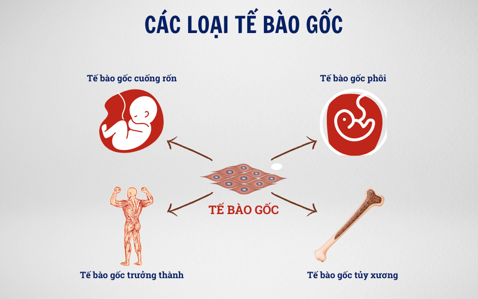 Phân loại tế bào gốc dựa trên nguồn gốc